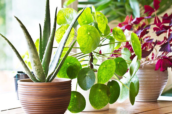 绿植租赁多少钱一个月？2026最新收费标准详解