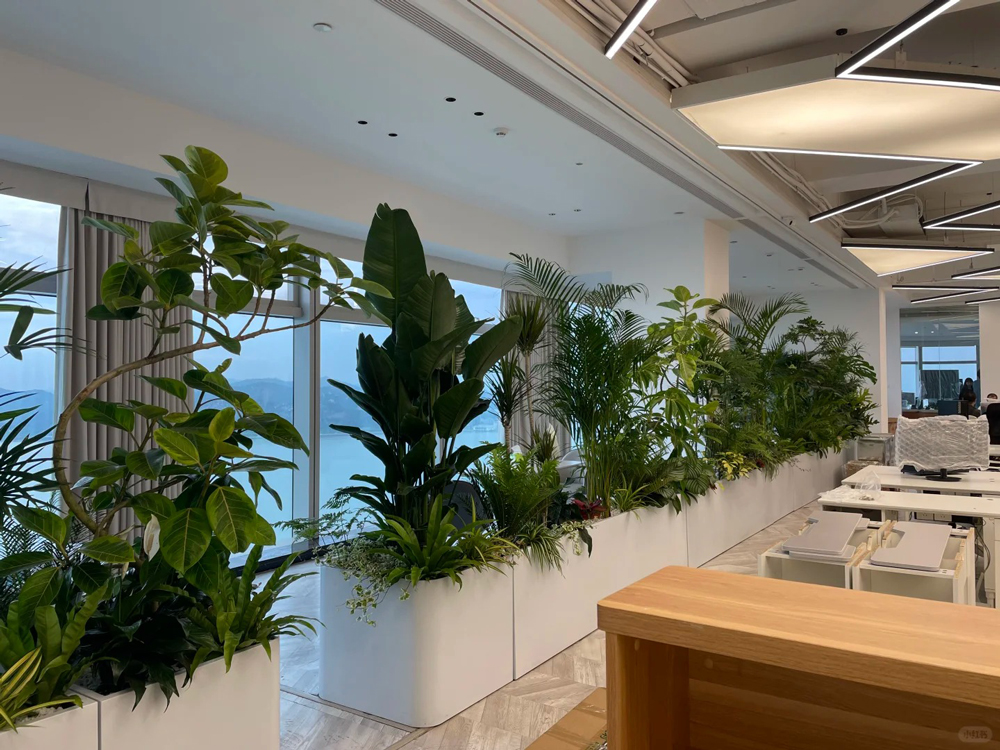 办公室绿植摆放
